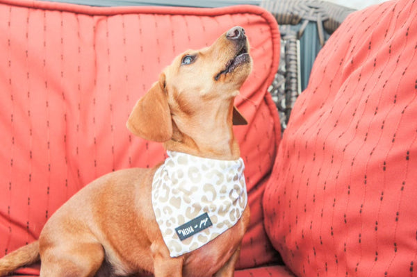 "You're So Golden" Tie On Dog and Cat Cooling Bandana