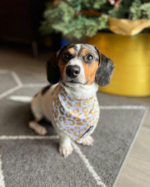 "You're So Golden" Tie On Dog and Cat Cooling Bandana